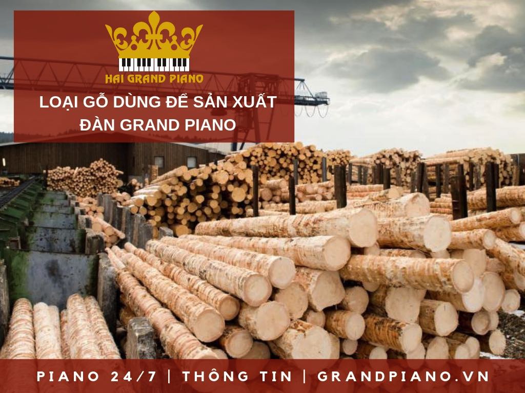 LOẠI GỖ DÙNG ĐỂ SẢN XUẤT ĐÀN GRAND PIANO 